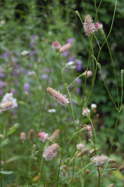 Sanguisorba officinalis 'Pink Tanna' |  Wiesenknopf 'Pink Tanna'